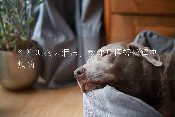 狗狗怎么去淚痕，教你幾招輕松解決煩惱