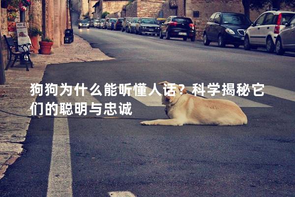 狗狗為什么能聽(tīng)懂人話？科學(xué)揭秘它們的聰明與忠誠(chéng)