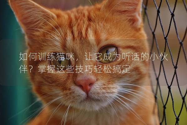 如何訓練貓咪,讓它成為聽話的小伙伴?掌握這些技巧輕松搞定 如何訓練貓咪,讓它成為聽話的小伙伴?掌握這些技巧輕松搞定