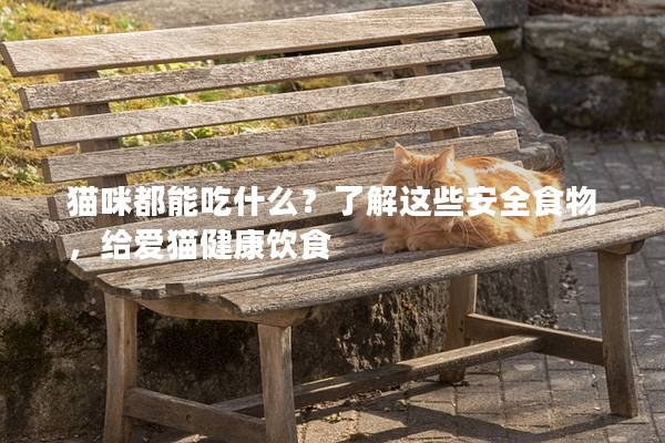 貓咪都能吃什么？了解這些安全食物，給愛貓健康飲食