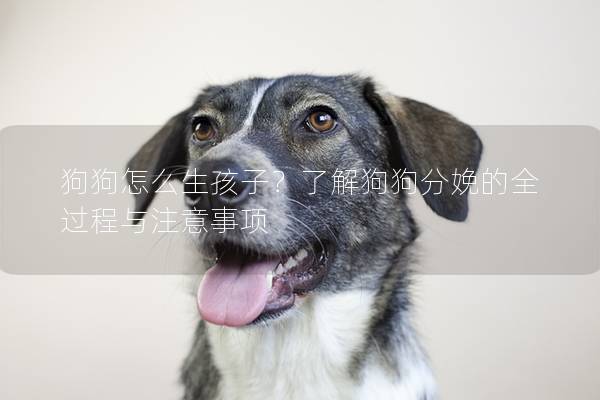 狗狗怎么生孩子？了解狗狗分娩的全過程與注意事項