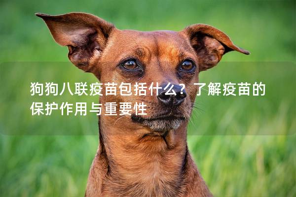 狗狗八聯疫苗包括什么？了解疫苗的保護作用與重要性