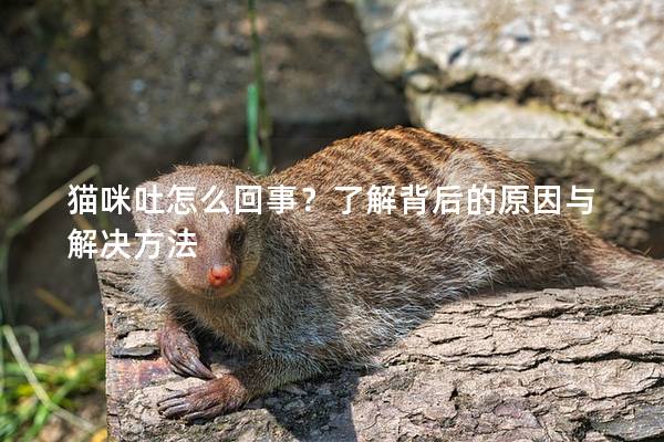 貓咪吐怎么回事？了解背后的原因與解決方法