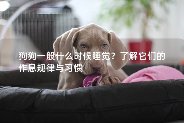 狗狗一般什么時候睡覺？了解它們的作息規律與習慣