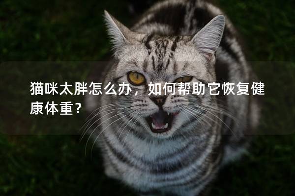 貓咪太胖怎么辦，如何幫助它恢復健康體重？
