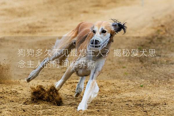 狗狗多久不見最想主人？揭秘愛犬思念主人的時間臨界點