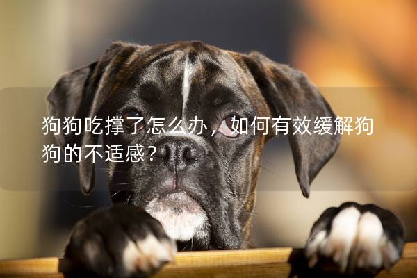 狗狗吃撐了怎么辦,如何有效緩解狗狗的不適感? 狗狗吃撐了怎么辦,如何有效緩解狗狗的不適感?