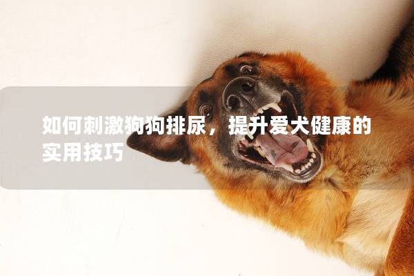 如何刺激狗狗排尿，提升愛(ài)犬健康的實(shí)用技巧