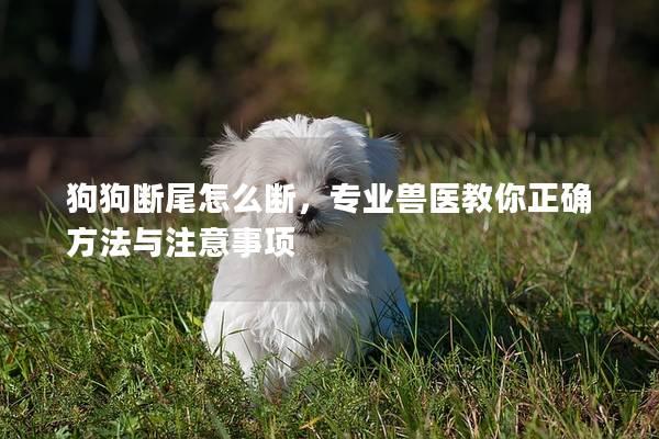 狗狗斷尾怎么斷，專(zhuān)業(yè)獸醫(yī)教你正確方法與注意事項(xiàng)