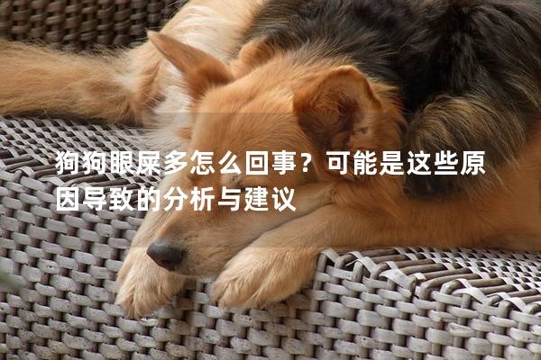 狗狗眼屎多怎么回事？可能是這些原因導致的分析與建議