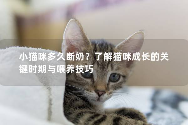 小貓咪多久斷奶？了解貓咪成長的關(guān)鍵時(shí)期與喂養(yǎng)技巧