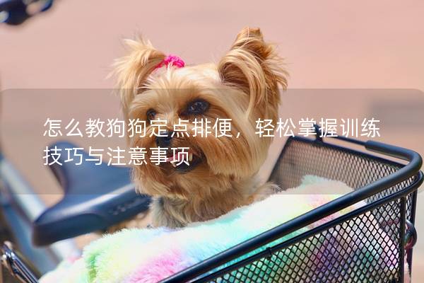 怎么教狗狗定點排便，輕松掌握訓練技巧與注意事項