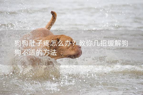 狗狗肚子疼怎么辦？教你幾招緩解狗狗不適的方法