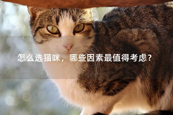 怎么選貓咪，哪些因素最值得考慮？