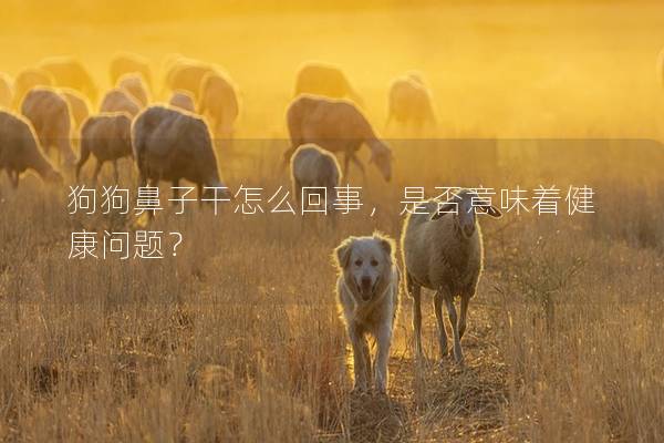 狗狗鼻子干怎么回事,是否意味著健康問題? 狗狗鼻子干怎么回事,是否意味著健康問題?