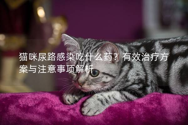 貓咪尿路感染吃什么藥？有效治療方案與注意事項解析