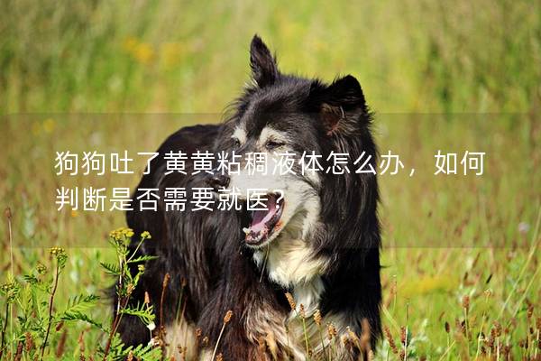 狗狗吐了黃黃粘稠液體怎么辦，如何判斷是否需要就醫(yī)？