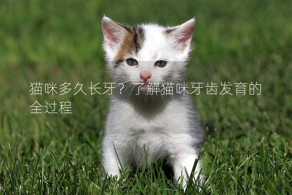 貓咪多久長牙？了解貓咪牙齒發育的全過程