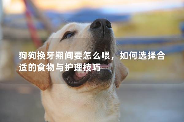 狗狗換牙期間要怎么喂，如何選擇合適的食物與護(hù)理技巧