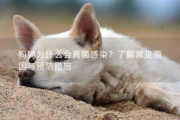 狗狗為什么會真菌感染？了解常見原因與預防措施