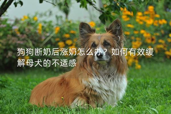 狗狗斷奶后漲奶怎么辦?如何有效緩解母犬的不適感 狗狗斷奶后漲奶怎么辦?如何有效緩解母犬的不適感