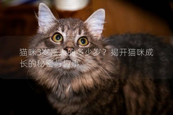 貓咪3歲是人的多少歲？揭開貓咪成長的秘密與趣事