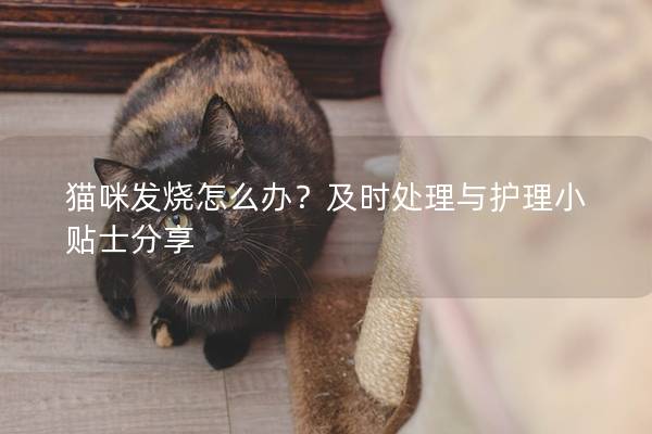 貓咪發(fā)燒怎么辦？及時處理與護理小貼士分享