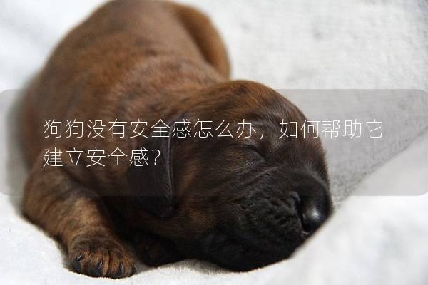 狗狗沒有安全感怎么辦，如何幫助它建立安全感？