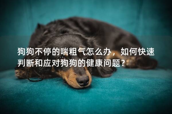 狗狗不停的喘粗氣怎么辦，如何快速判斷和應對狗狗的健康問題？