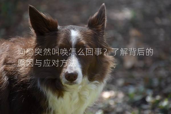 狗狗突然叫喚怎么回事？了解背后的原因與應對方法