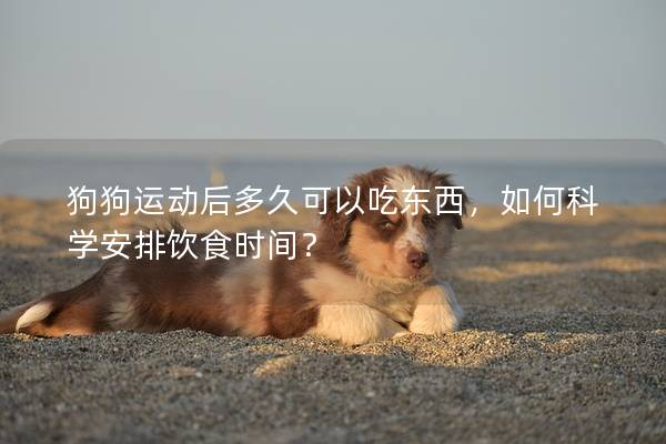 狗狗運動后多久可以吃東西，如何科學安排飲食時間？