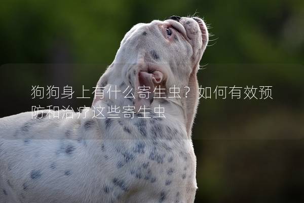 狗狗身上有什么寄生蟲？如何有效預防和治療這些寄生蟲