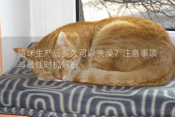 貓咪生產后多久可以洗澡？注意事項與最佳時機解析