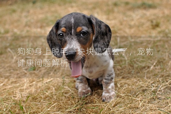 狗狗身上脫毛一塊塊是怎么了，寵物健康問題解析