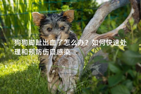 狗狗腳趾出血了怎么辦？如何快速處理和預(yù)防傷口感染