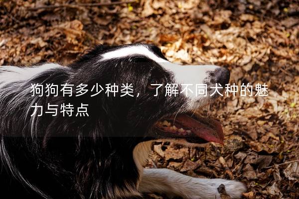 狗狗有多少種類，了解不同犬種的魅力與特點(diǎn)
