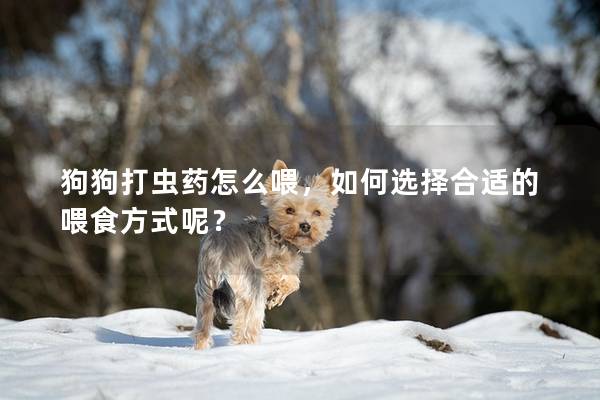 狗狗打蟲藥怎么喂，如何選擇合適的喂食方式呢？