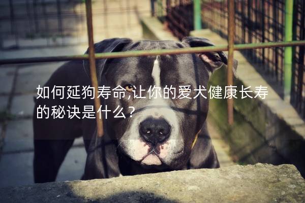 如何延狗壽命,讓你的愛犬健康長壽的秘訣是什么？