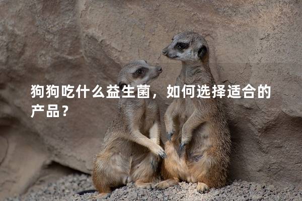 狗狗吃什么益生菌，如何選擇適合的產品？