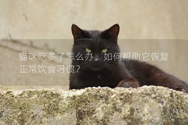 貓咪吃多了怎么辦，如何幫助它恢復正常飲食習慣？