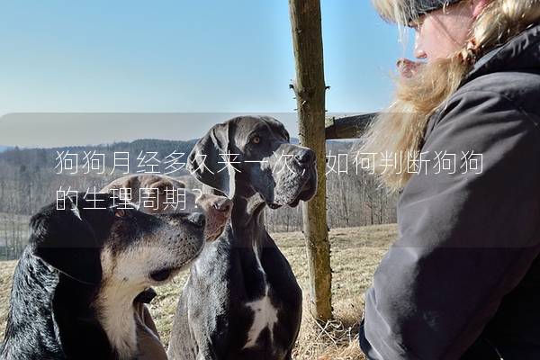 狗狗月經(jīng)多久來一次，如何判斷狗狗的生理周期？