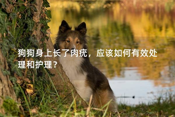 狗狗身上長了肉疣，應該如何有效處理和護理？