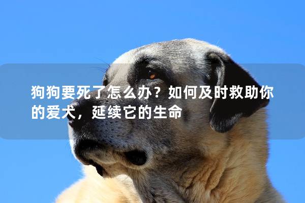 狗狗要死了怎么辦？如何及時(shí)救助你的愛(ài)犬，延續(xù)它的生命