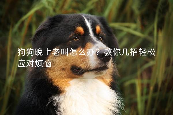 狗狗晚上老叫怎么辦？教你幾招輕松應(yīng)對(duì)煩惱