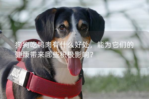 狗狗吃鴨肉有什么好處，能為它們的健康帶來哪些積極影響？