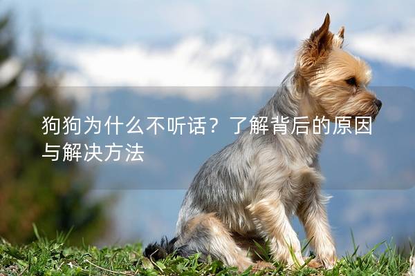 狗狗為什么不聽話？了解背后的原因與解決方法