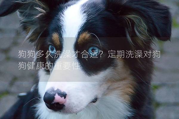 狗狗多久洗澡才合適？定期洗澡對狗狗健康的重要性