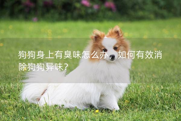 狗狗身上有臭味怎么辦，如何有效消除狗狗異味？
