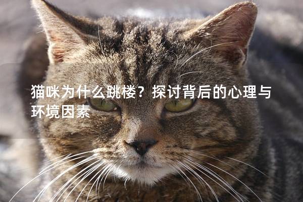 貓咪為什么跳樓？探討背后的心理與環境因素