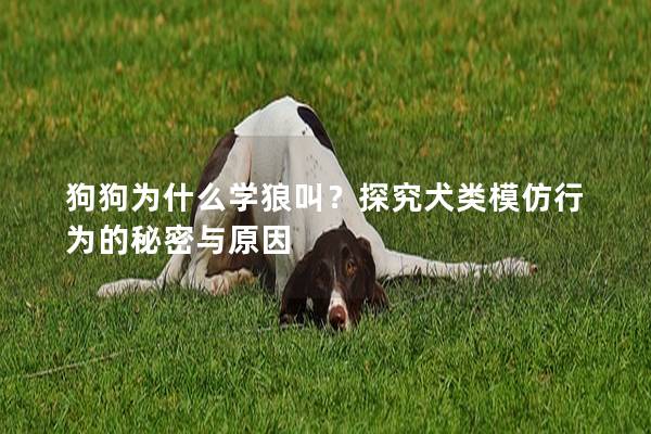 狗狗為什么學狼叫？探究犬類模仿行為的秘密與原因